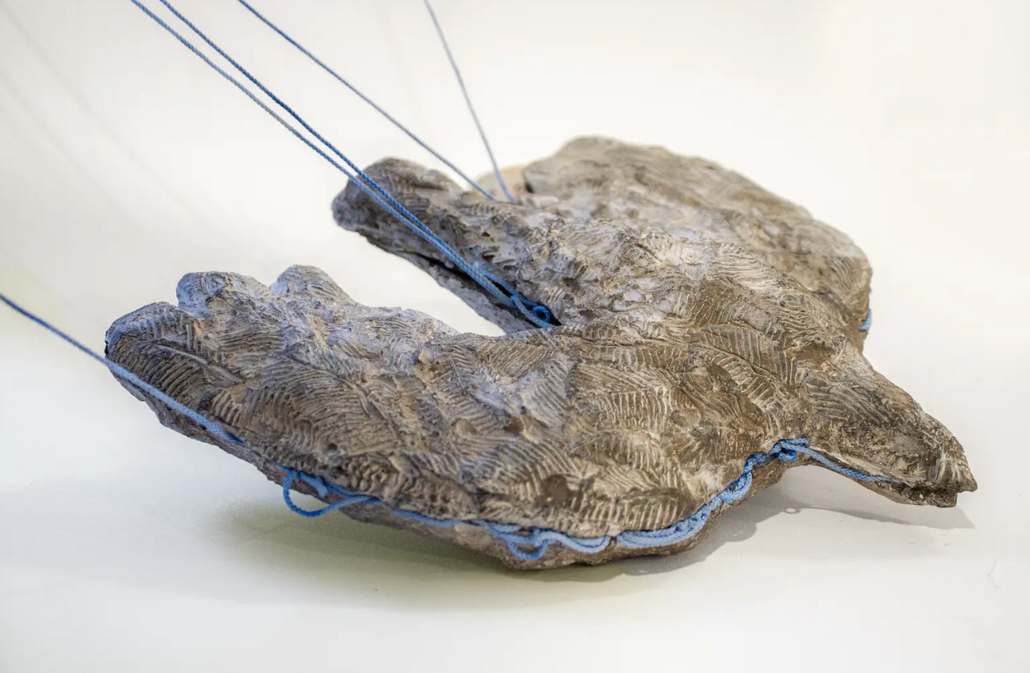 Tous ne peuvent pas voler