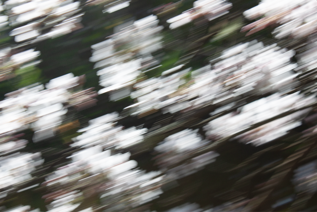 Cherry Tree 2