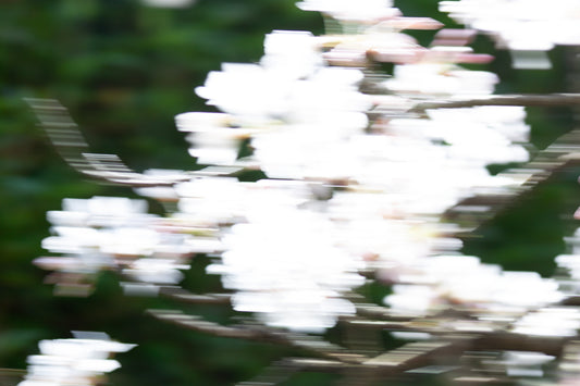 Cherry Tree 1