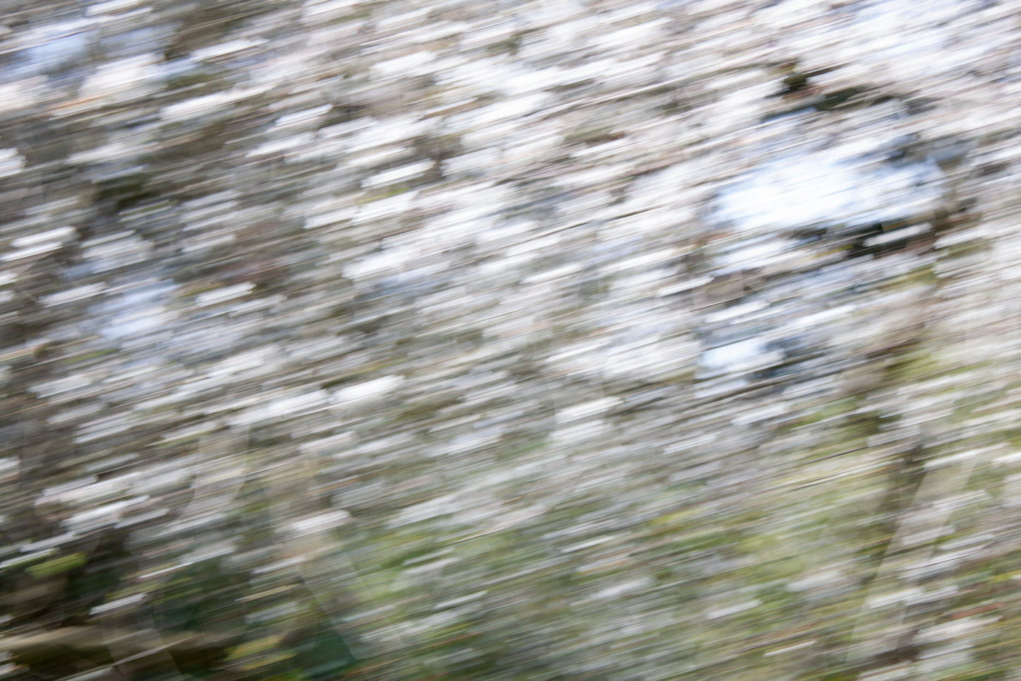 "Shaking" ( Spring Snow series)