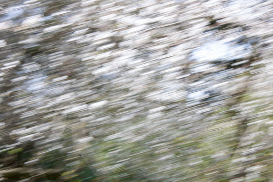 "Shaking" ( Spring Snow series)