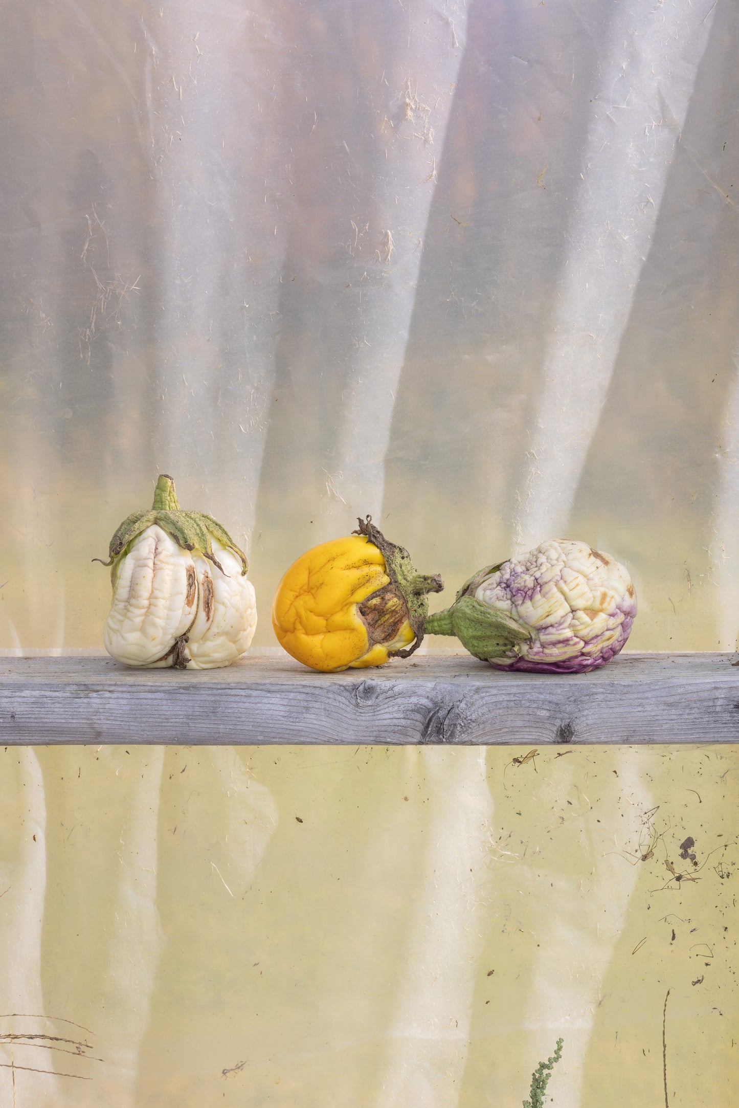 aubergines