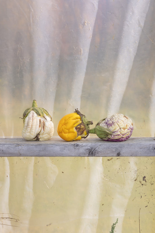 aubergines
